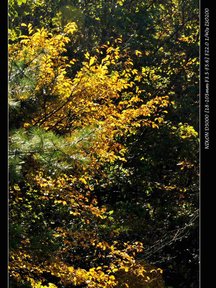 dsc_0043.jpg