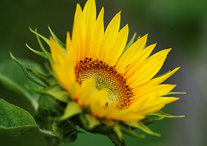 Ƭ 028.jpg