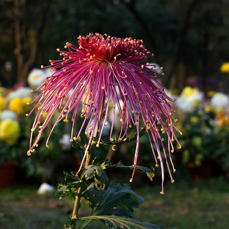 imgp7181.jpg