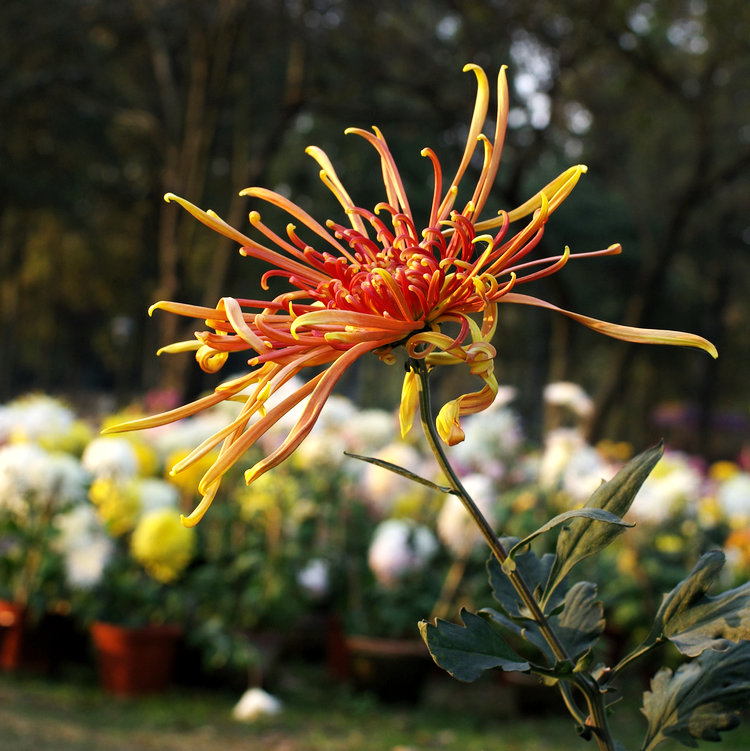 imgp7194.jpg