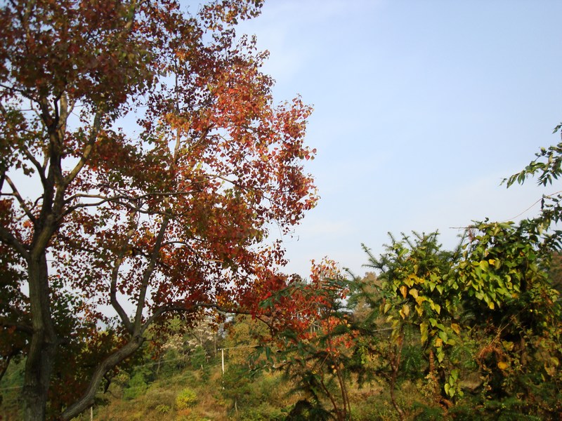neo_img_dsc04381.jpg
