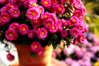 Ƭ 091-1.jpg