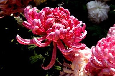 Ƭ 314-1.jpg