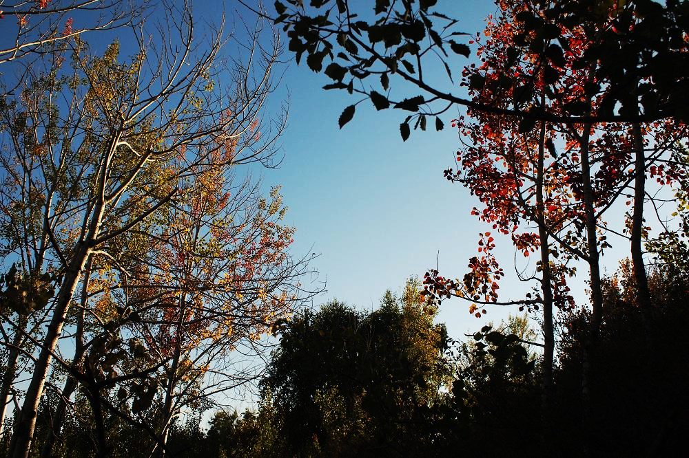 k1202932.jpg