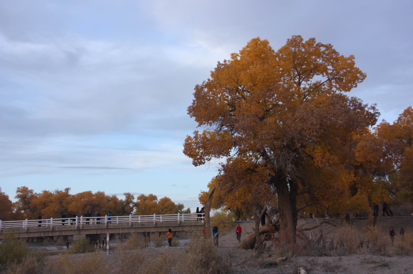 δ098090.jpg