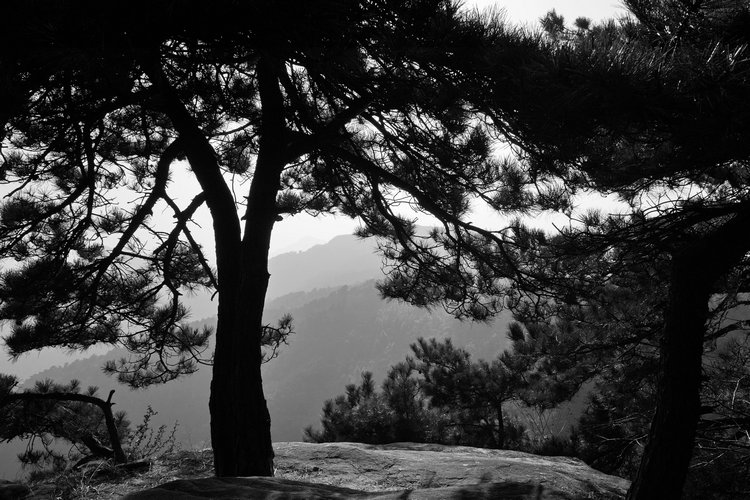 sdim0124.1.jpg