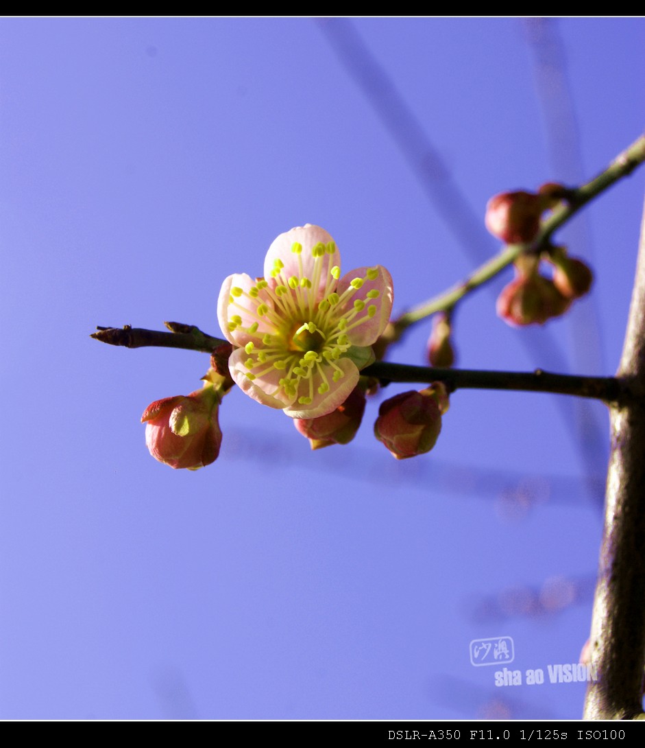 dsc0043_Ӱ_1.jpg
