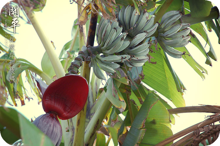 kaiping2010_014.jpg