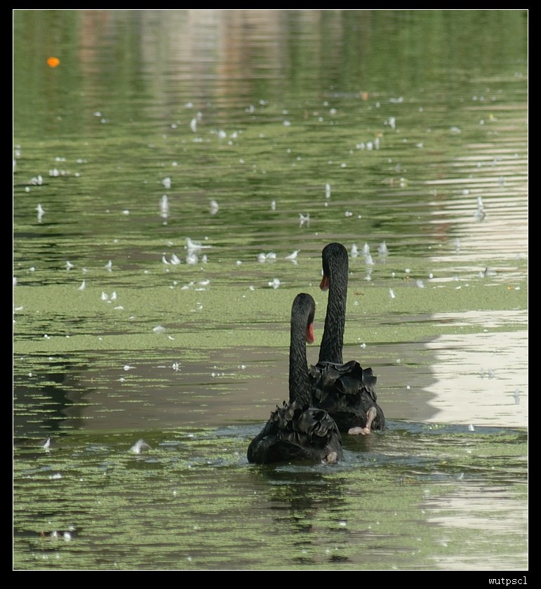 dsc_4745017.jpg
