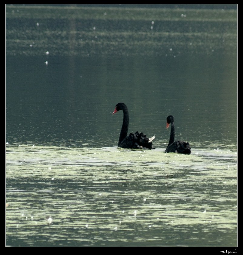 dsc_4731005.jpg