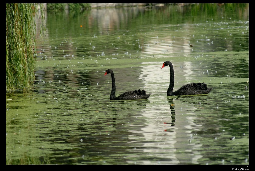 dsc_4743015.jpg