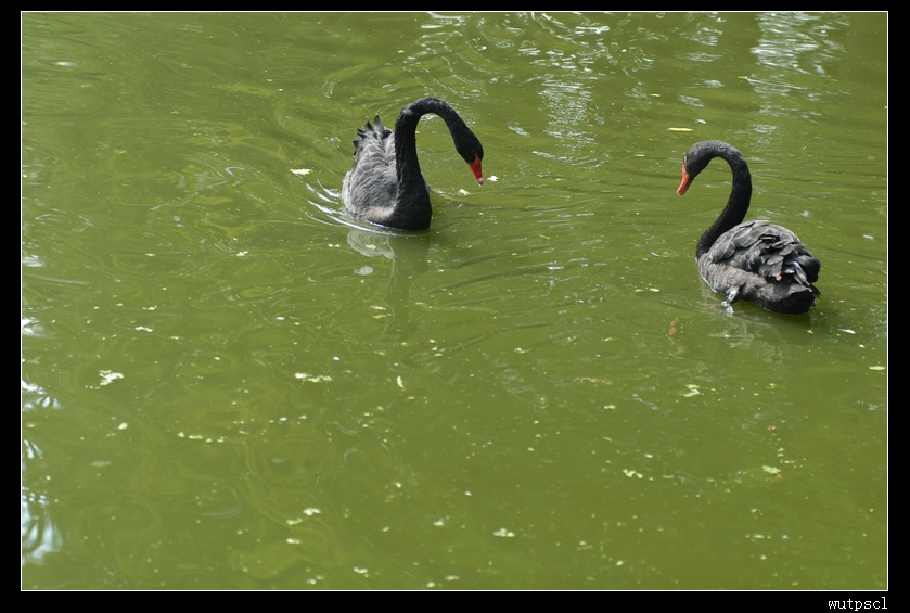 dsc_4785.jpg