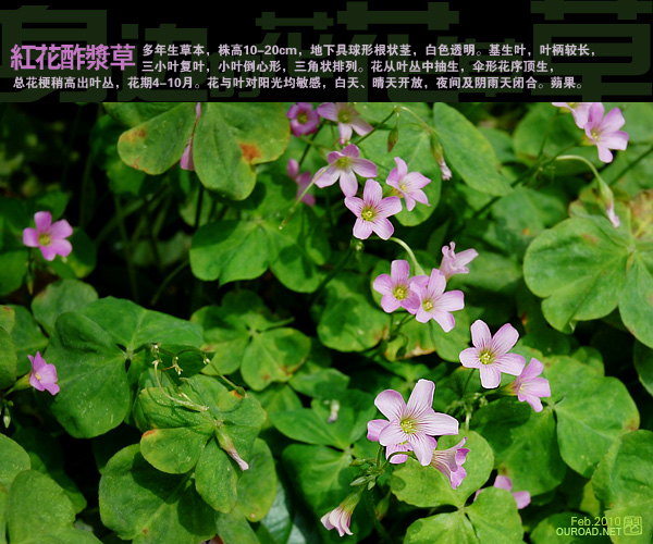 flower028.jpg