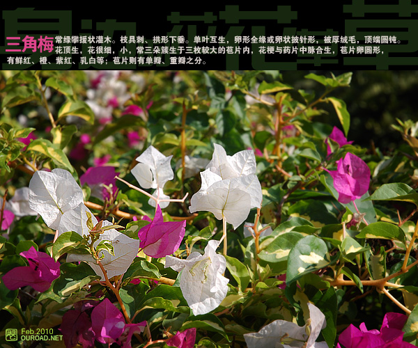 flower029.jpg