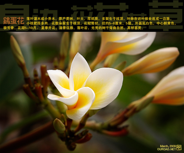 flower030.jpg