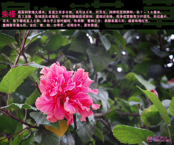 flower031.jpg