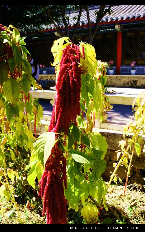 dsc0032_Ӱ_1.jpg