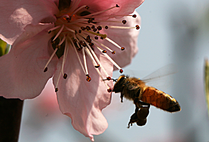 Ƭydh 105.jpg
