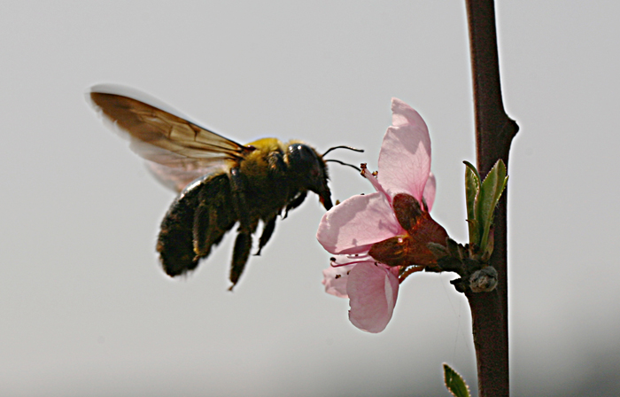 Ƭydh 205.jpg