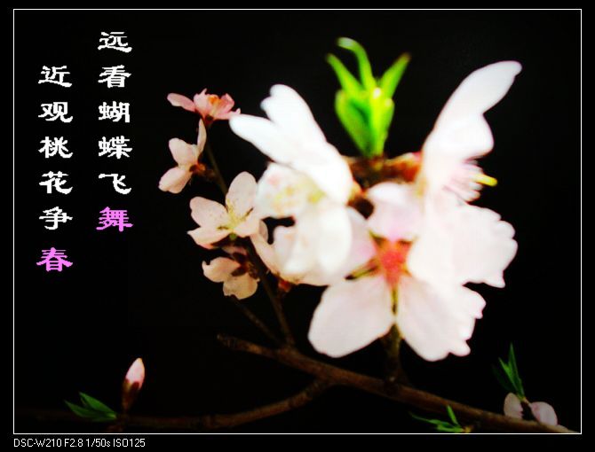 dsc03163-1.jpg