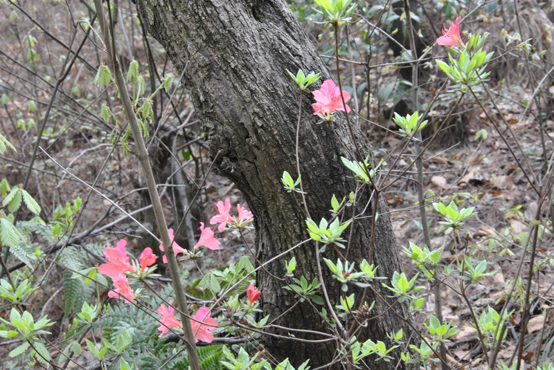 p 009.jpg