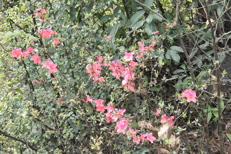 p 020.jpg