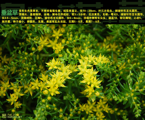 flower032.jpg