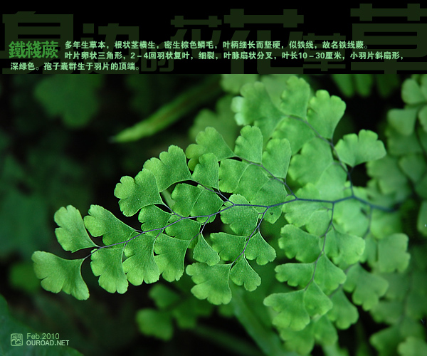 flower034.jpg