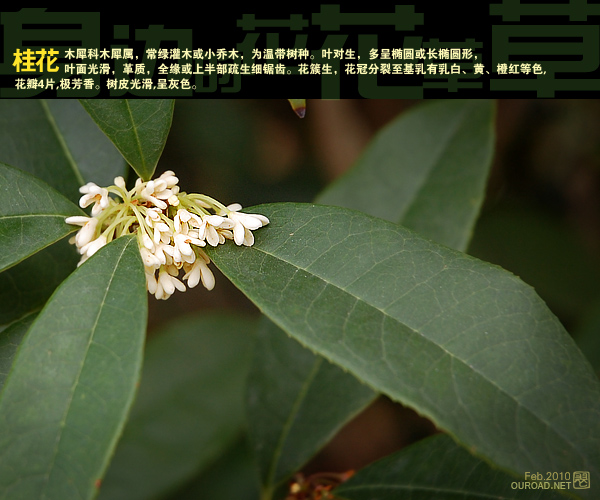flower035.jpg