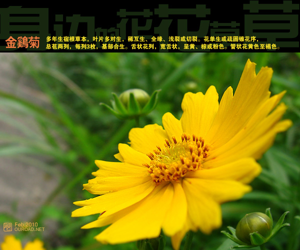 flower036.jpg