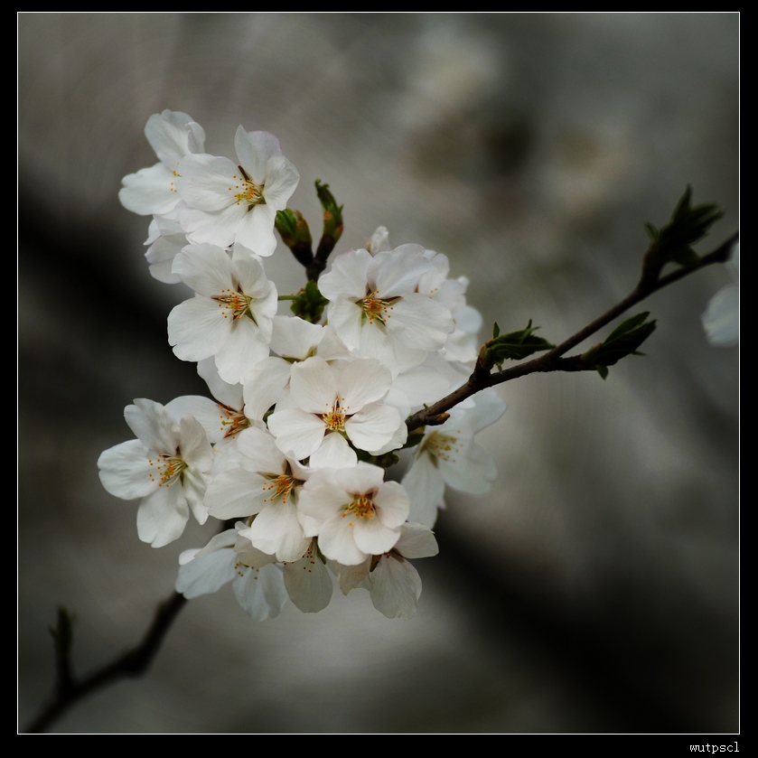 dsc_7219128.jpg
