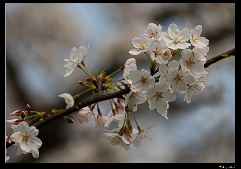 dsc_7195151.jpg