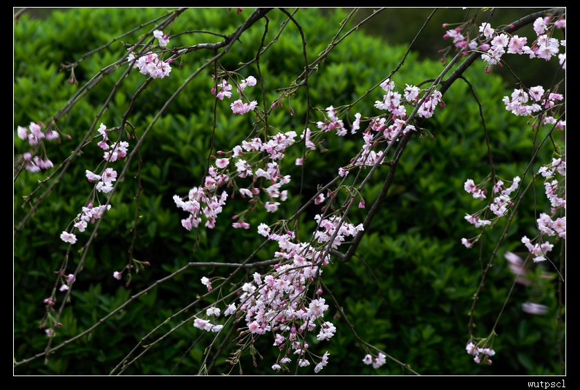 dsc_7225122.jpg