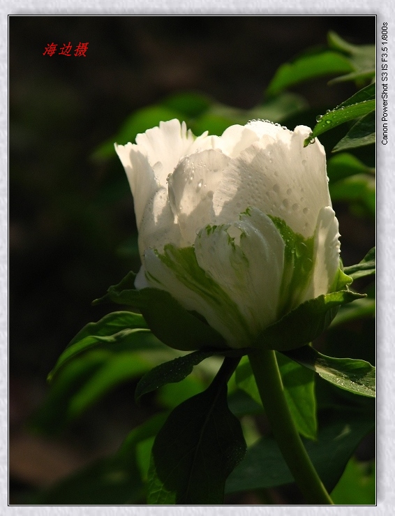 neo_img_img_9612.jpg