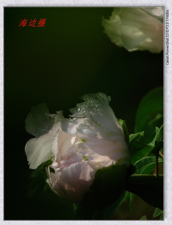 neo_img_img_9668.jpg