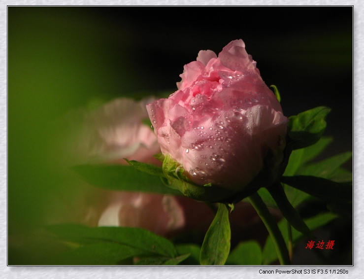neo_img_img_9610.jpg