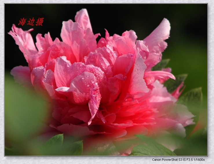 neo_img_img_9696.jpg