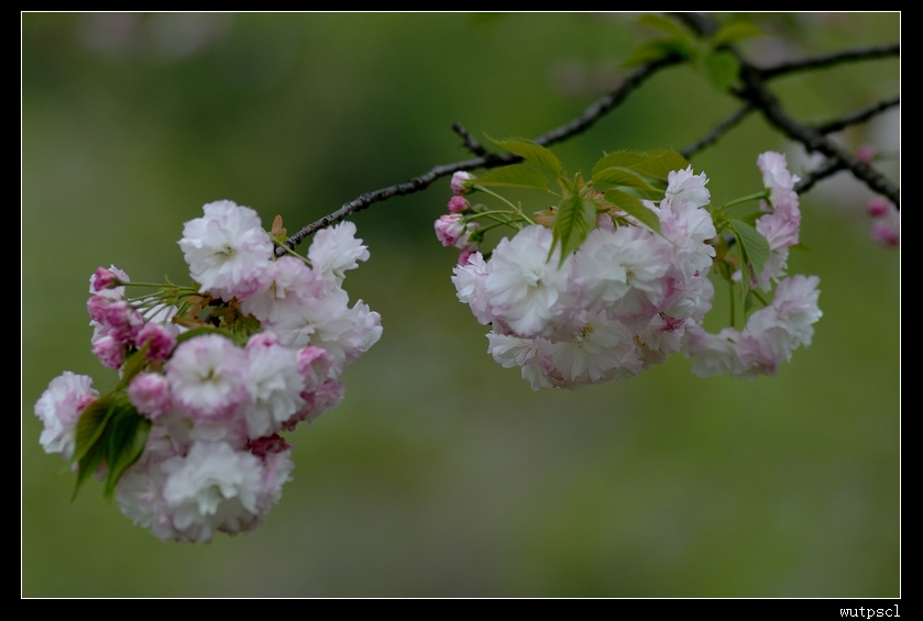 dsc_7716076.jpg