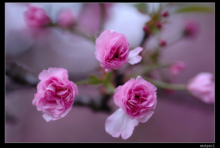 dsc_7696057.jpg