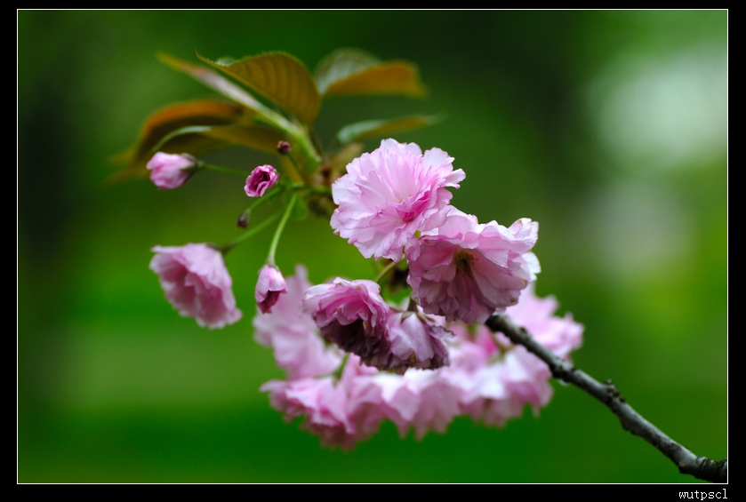 dsc_7645012.jpg
