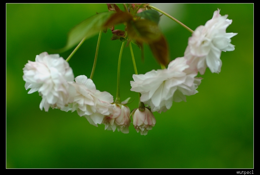 dsc_7651018.jpg