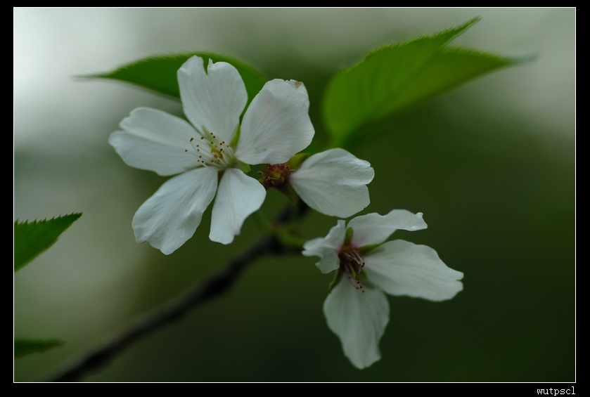 dsc_7640007.jpg