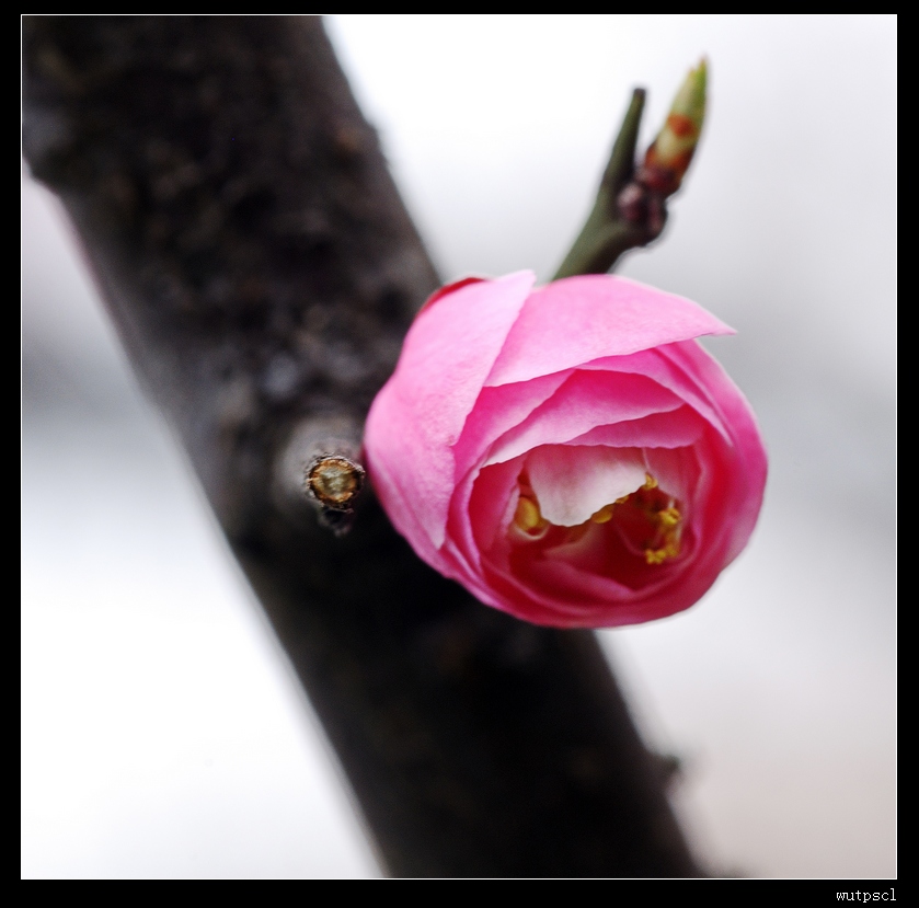 dsc_6989022.jpg