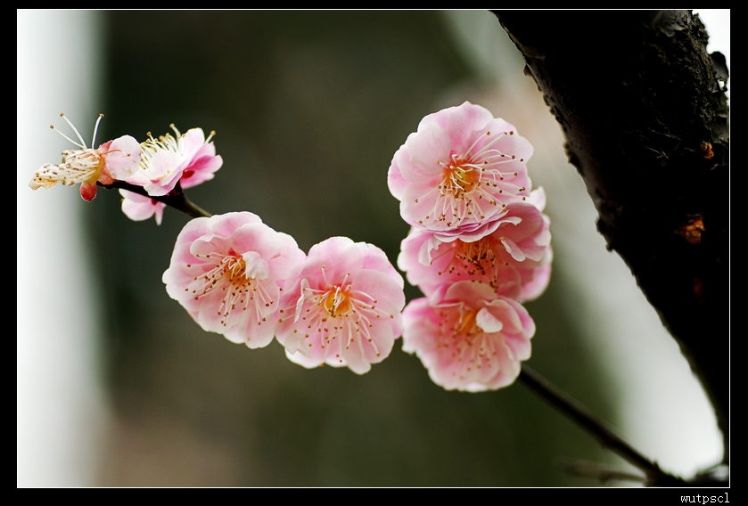 dsc_6996015.jpg