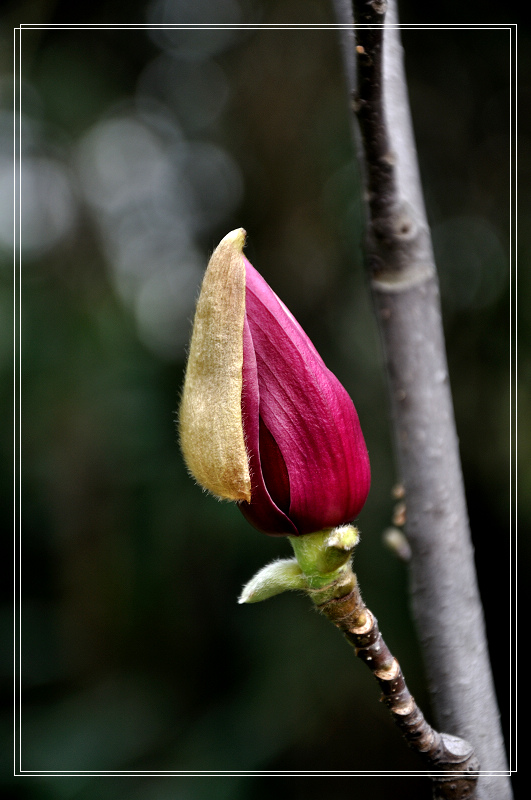 dsc_0309.jpg