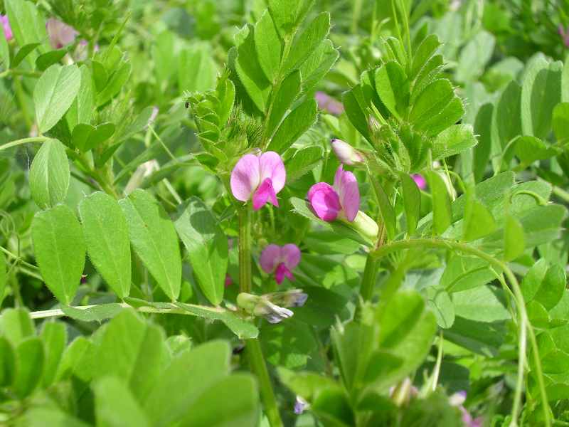 sl702958.jpg