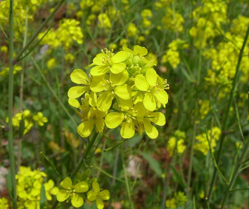 sl702950.jpg