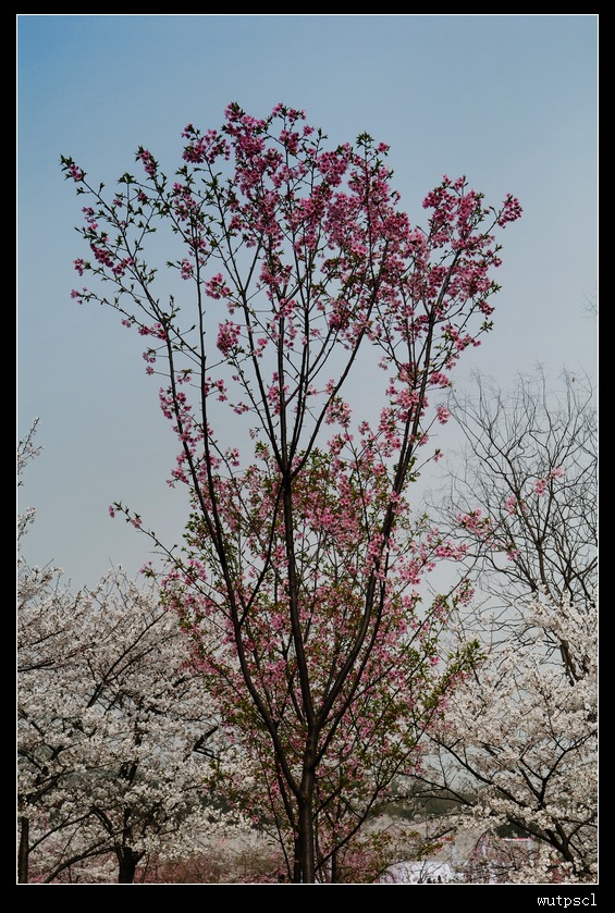 dsc_7111228.jpg