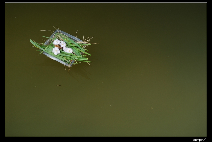dsc_7146195.jpg