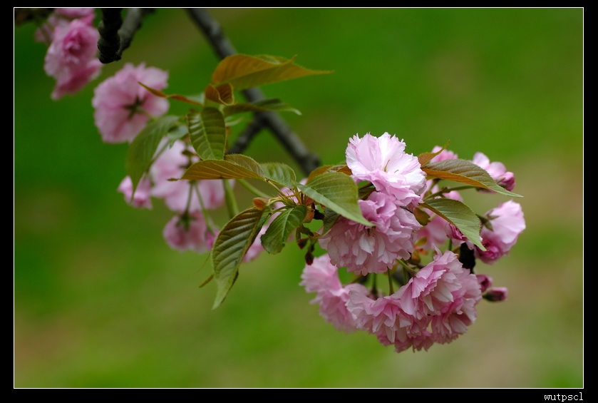 dsc_7643010.jpg